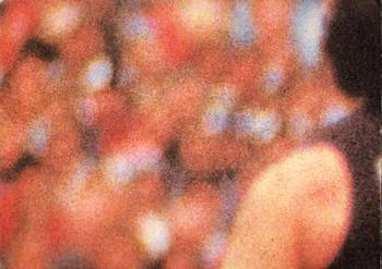 1980 Scanlens VFL #87 Vin Catoggio Back